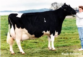 Hanover Hill TT Roxette ET EX 94 GMD DOM